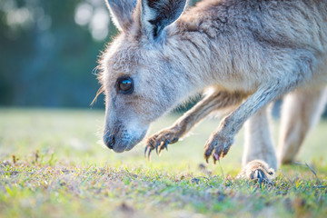 A joey eating grass in the wild in Coombabah Queensland 