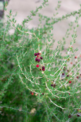 Asparagus officinalis or common asparagus It is a perennial herbaceous plant