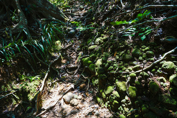 西表島のジャングル