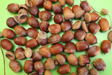Acorns are located on a green background