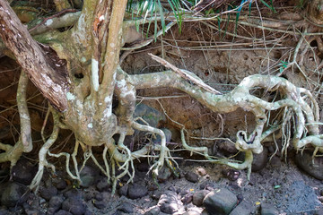 西表島のジャングル