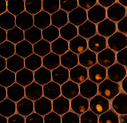 Honeycomb with honey and pollen. Sweet and natural honey inside the honeycomb. Background of honeycombs