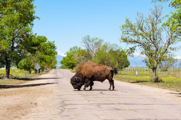 Close up of American Bison with Rocky Mountains in the baclground, Colorado