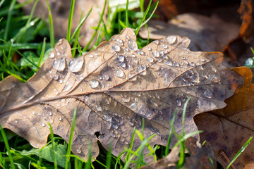 Wassertropfen auf Herbstlaub am Boden