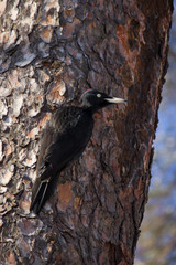 Large black woodpecker in a natural habitat pulls pests from a pine background blurred bokeh