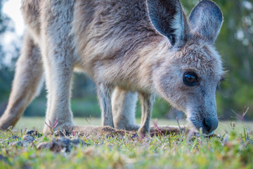 A joey eating grass in the wild in Coombabah Queensland 