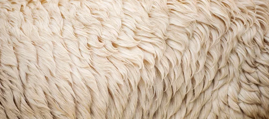Gordijnen Gedetailleerde close-up van natuurlijke Australische schapenwol. © Rob D