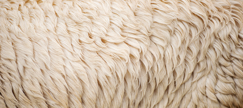 Detailed closeup of natural Australian sheep wool.