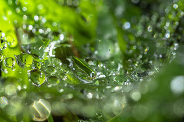 Fototapeta na wymiar Dewdrops on the spider web above green grass