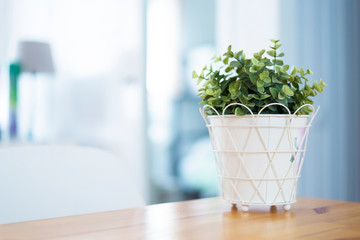 Indoor green plant into white flowerpot on wooden table