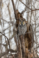 Long eared owl in a boreal forest, Quebec, Canada.