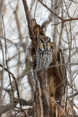 Long eared owl in a boreal forest, Quebec, Canada.