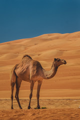 A camel in an arabian desert.