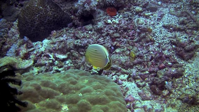 Pacific pinstriped butterflyfish on a reef in the Philippines