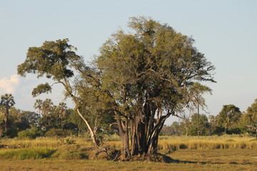 Savane Botswana