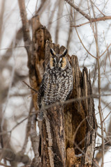 Long eared owl in a boreal forest, Quebec, Canada.
