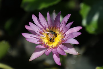 Obraz premium lotus or purple lotus , Water Lily or Nymphaea lotus and bee