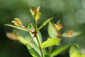 green leaves in spring