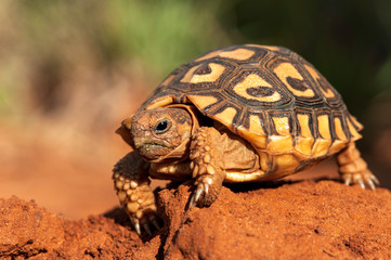Tortoise climbing over red soil, effort, hard work, straining