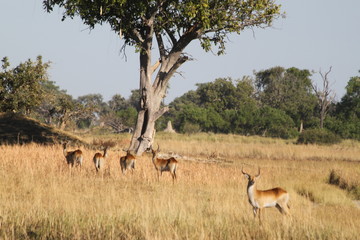 Gazelle rouge