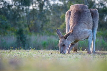 A kangaroo eating grass in the wild in Coombabah Queensland 
