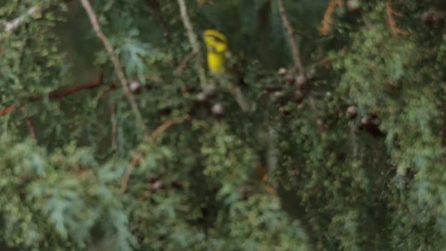 Townsend's warbler hoping from branch to branch