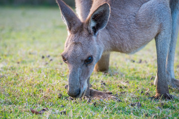 A kangaroo eating grass in the wild in Coombabah Queensland 