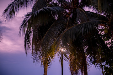 Fototapeta na wymiar Silhouette palm tree with sunset background. Silhouette of single palm tree with background of sunset sky.
