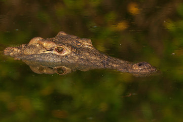 Nile crocodile, croc, close up, one croc, in water, artistic, shapes, shadows, submerged, details