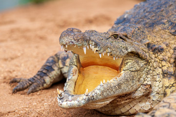 Fototapeta premium Nile Crocodile, up close, on land, sharp, clear, teeth and eyes, croc, 