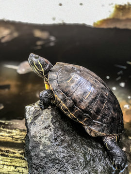 Red eared slider turtle on rock
