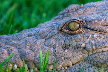 Nile crocodile, croc, on land, in grass, hiding, camouflaged, sneeky, 