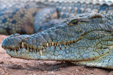 Nile Crocodile, up close, on land, sharp, clear, teeth and eyes, croc, 