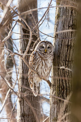 Barred owl perched in a tree in Quebec, Canada.