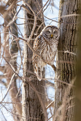Barred owl perched in a tree in Quebec, Canada.
