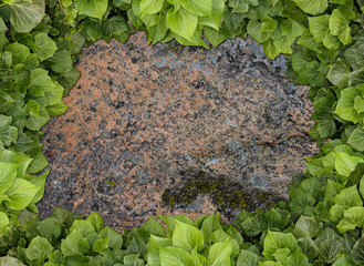 Old painted concrete wall creeper vines, ivy. Vintage panoramic banner background.