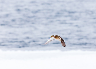 Mallards in flight in a park in Quebec, Canada