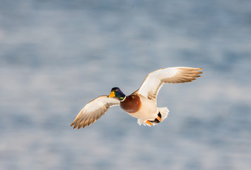 Mallards in flight in a park in Quebec, Canada