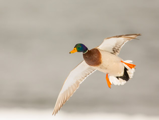 Mallards in flight in a park in Quebec, Canada