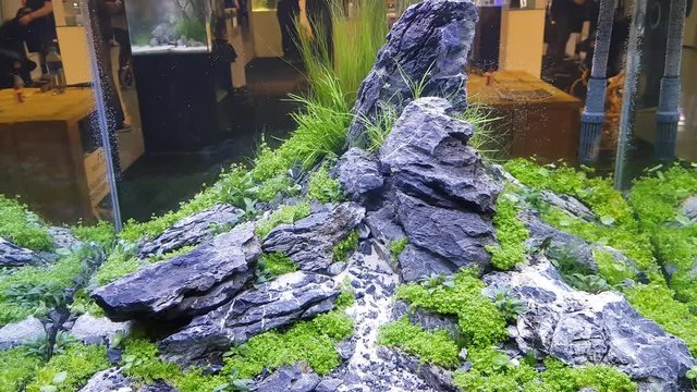 handheld footage of the beautiful aquascape aquarium with stone and green grass