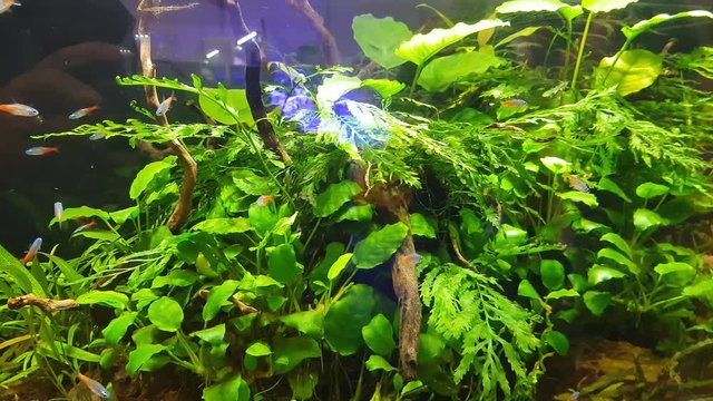 Handheld footage of the aquascape style aquarium with group of fishes moving around in green environment