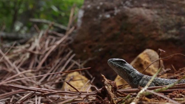 Spiny lizards of mexico Sceloporus mucronatus o S. torquatus