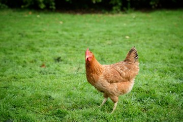Free range chicken on grass