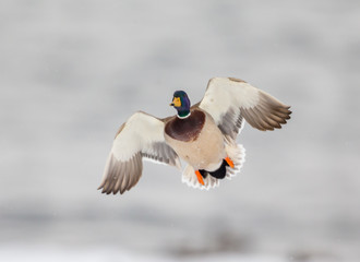 Mallards in flight in a park in Quebec, Canada