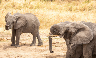 African elephants drinking water from an underground river in Tanznia wildlife reserve