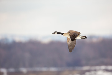 Canada geese flying in a park in Quebec, Canada.
