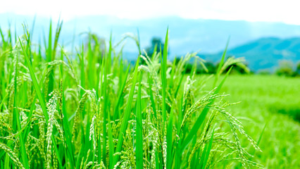 green rice plant on field in  Chiang Mai, Thailand