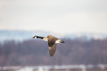 Canada geese flying in a park in Quebec, Canada.