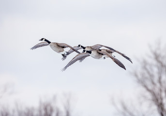 Canada geese flying in a park in Quebec, Canada.