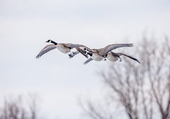 Canada geese flying in a park in Quebec, Canada.